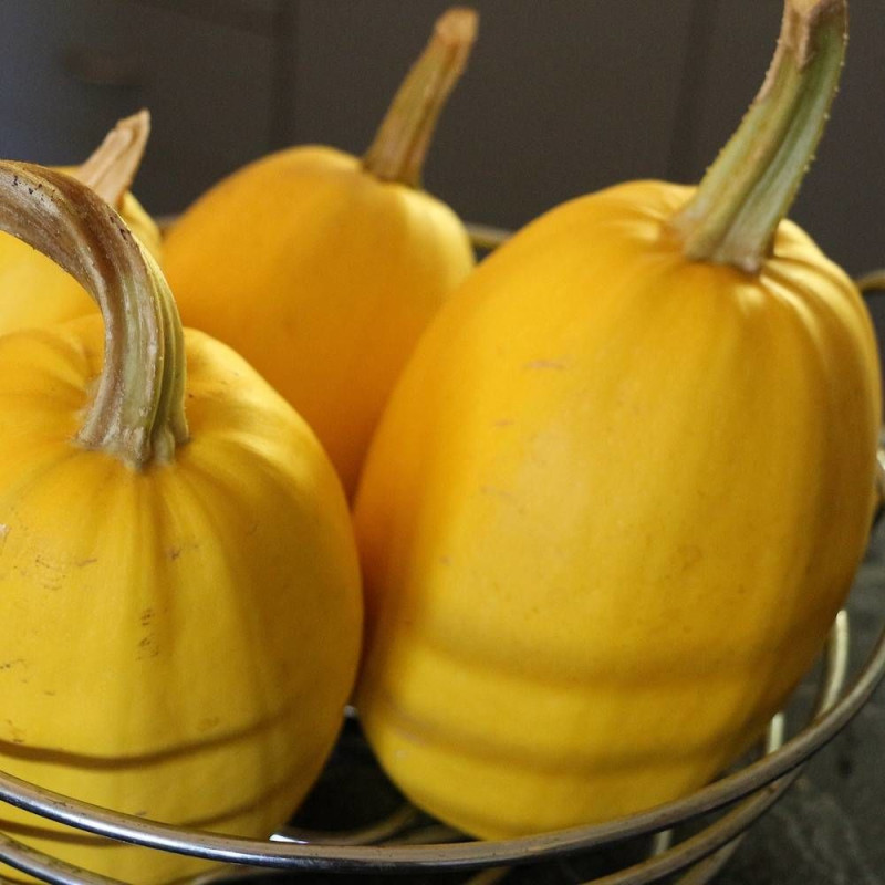 Graines de Courgette vegetable Spaghetti