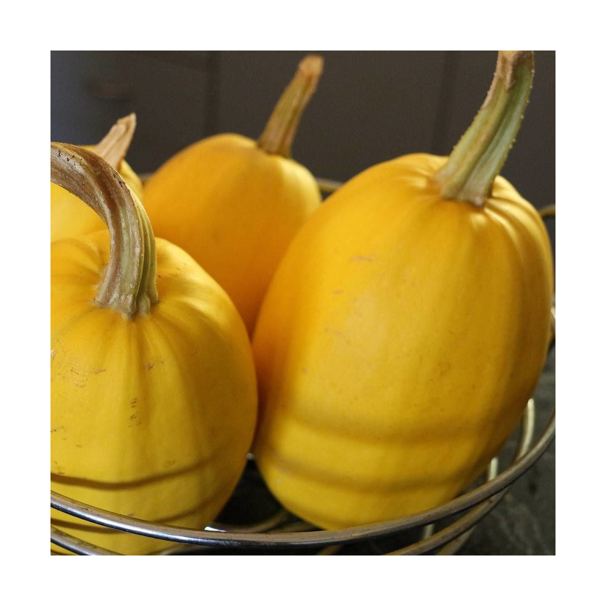 Graines de Courgette vegetable Spaghetti Graines de Courgette vegetable Spaghetti