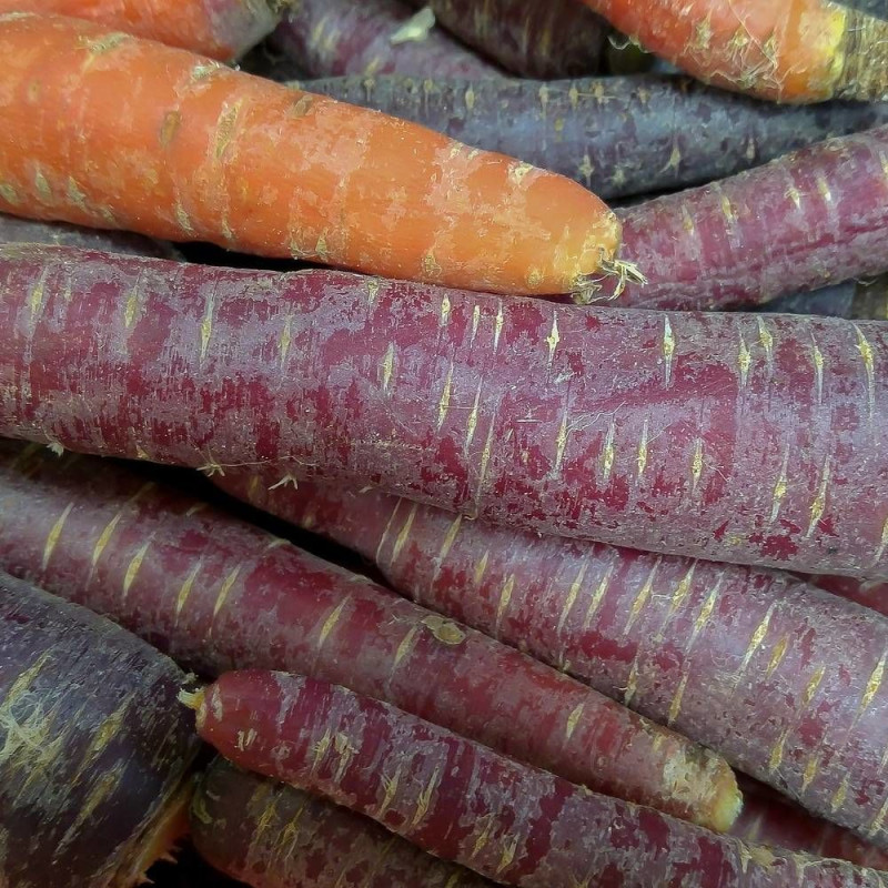 Graines de Carotte Deep Purple F1 - Silence ça Pousse !