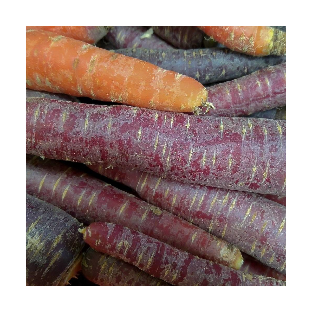 Graines de Carotte Deep Purple F1