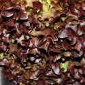 Graines de Laitue à couper Red Salad Bowl