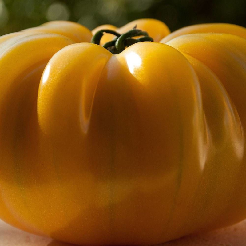 Graines de Tomate Ananas (Pinapple) - Silence ça pousse !