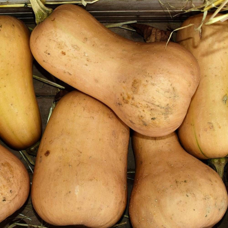Graines de Courge Butternut Noix de Beurre - Silence ça Pousse !