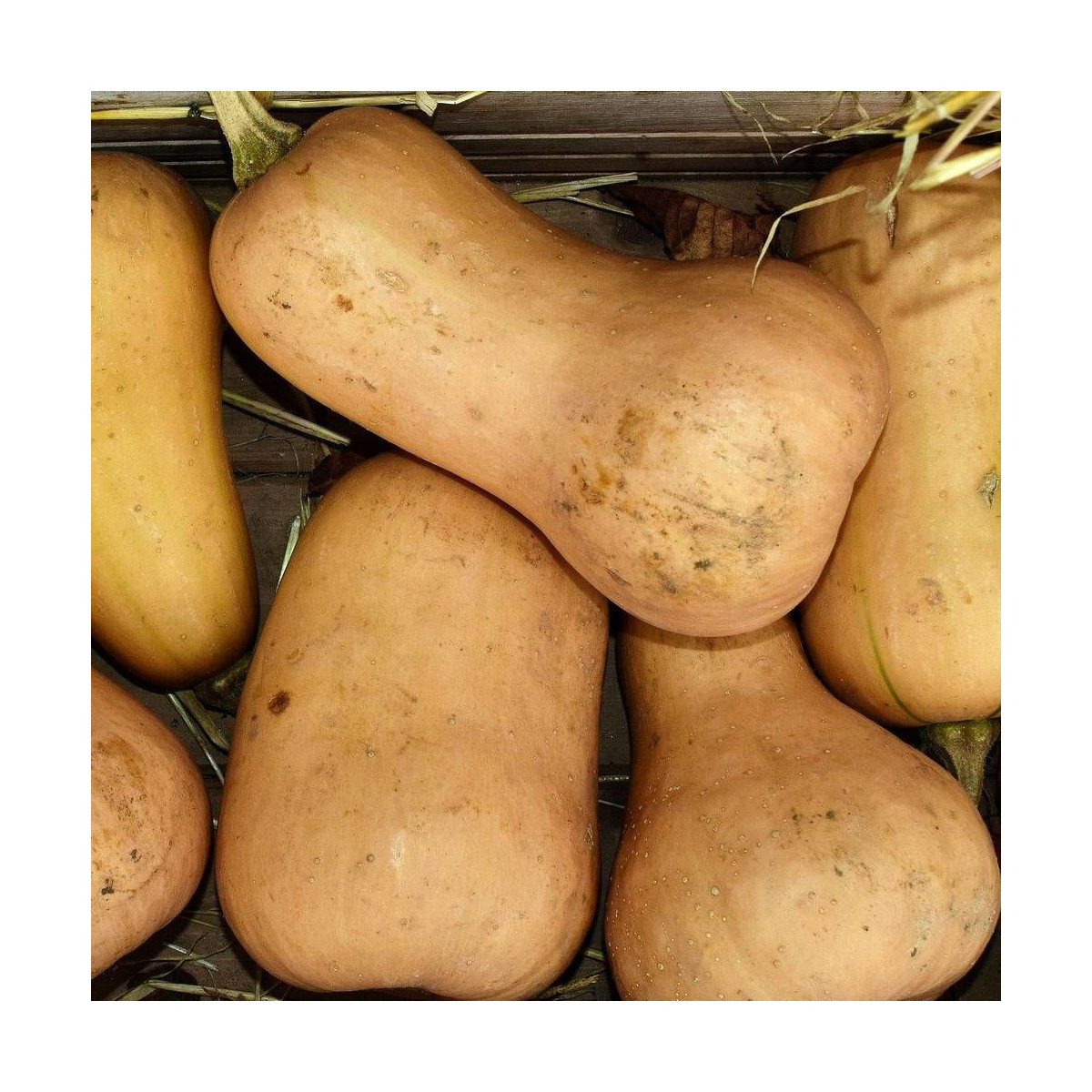 Graines de Courge Butternut Noix de Beurre Graines de Courge Butternut Noix de Beurre