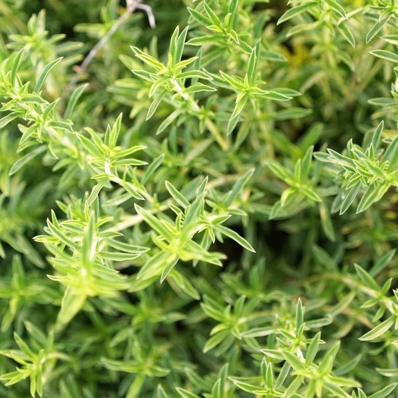 Graines de Sarriette annuelle