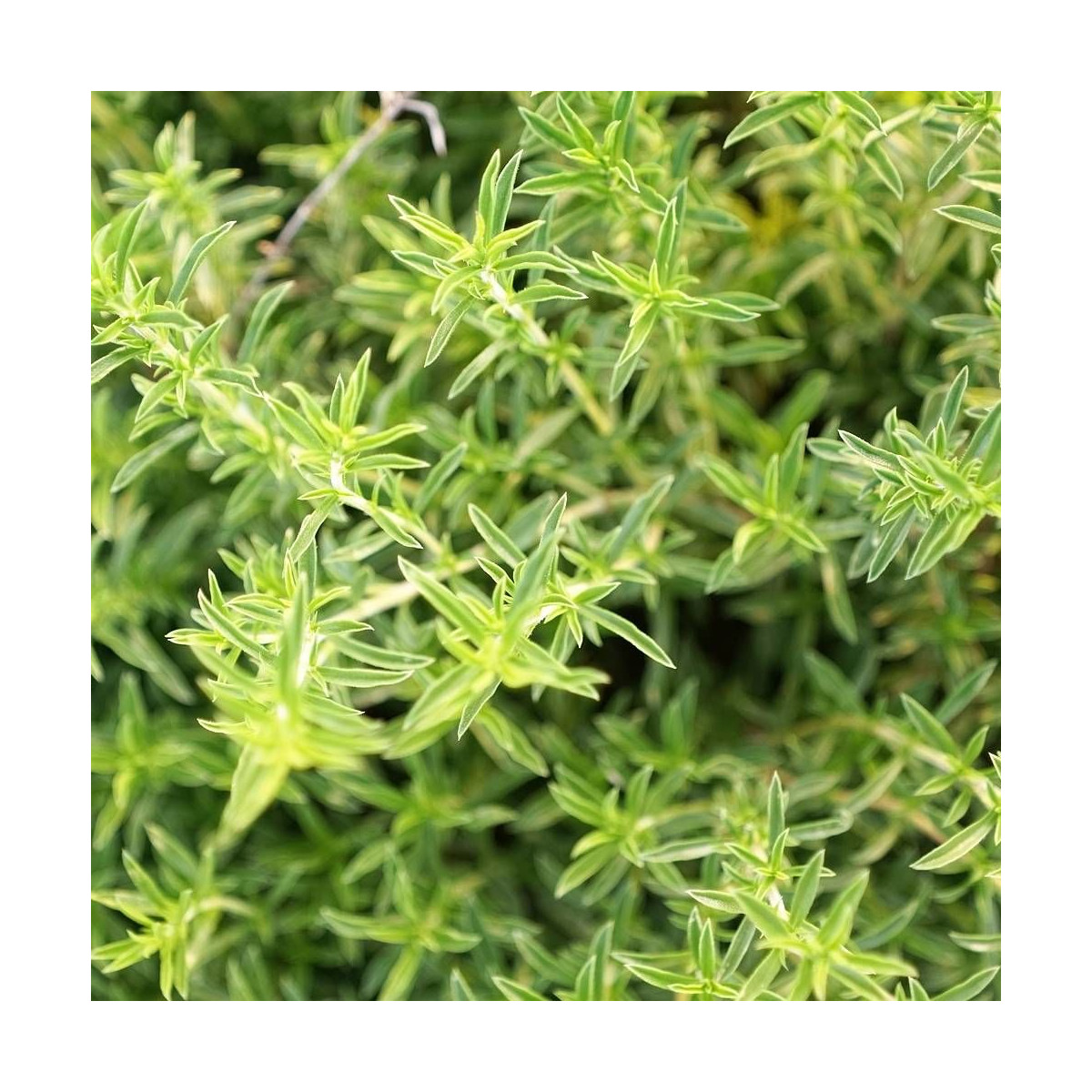 Graines de Sarriette annuelle