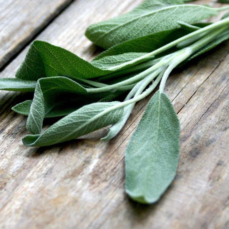 Graines de Sauge officinale