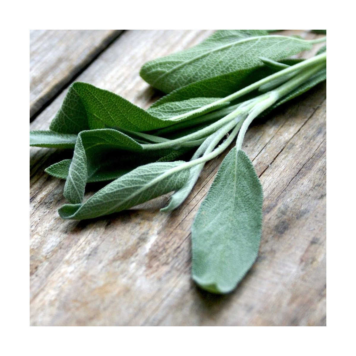 Graines de Sauge officinale Graines de Sauge officinale