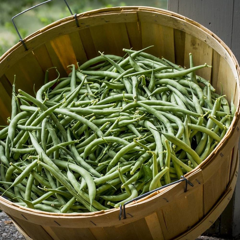 Graines de Haricot A rame mangetout Phénomène