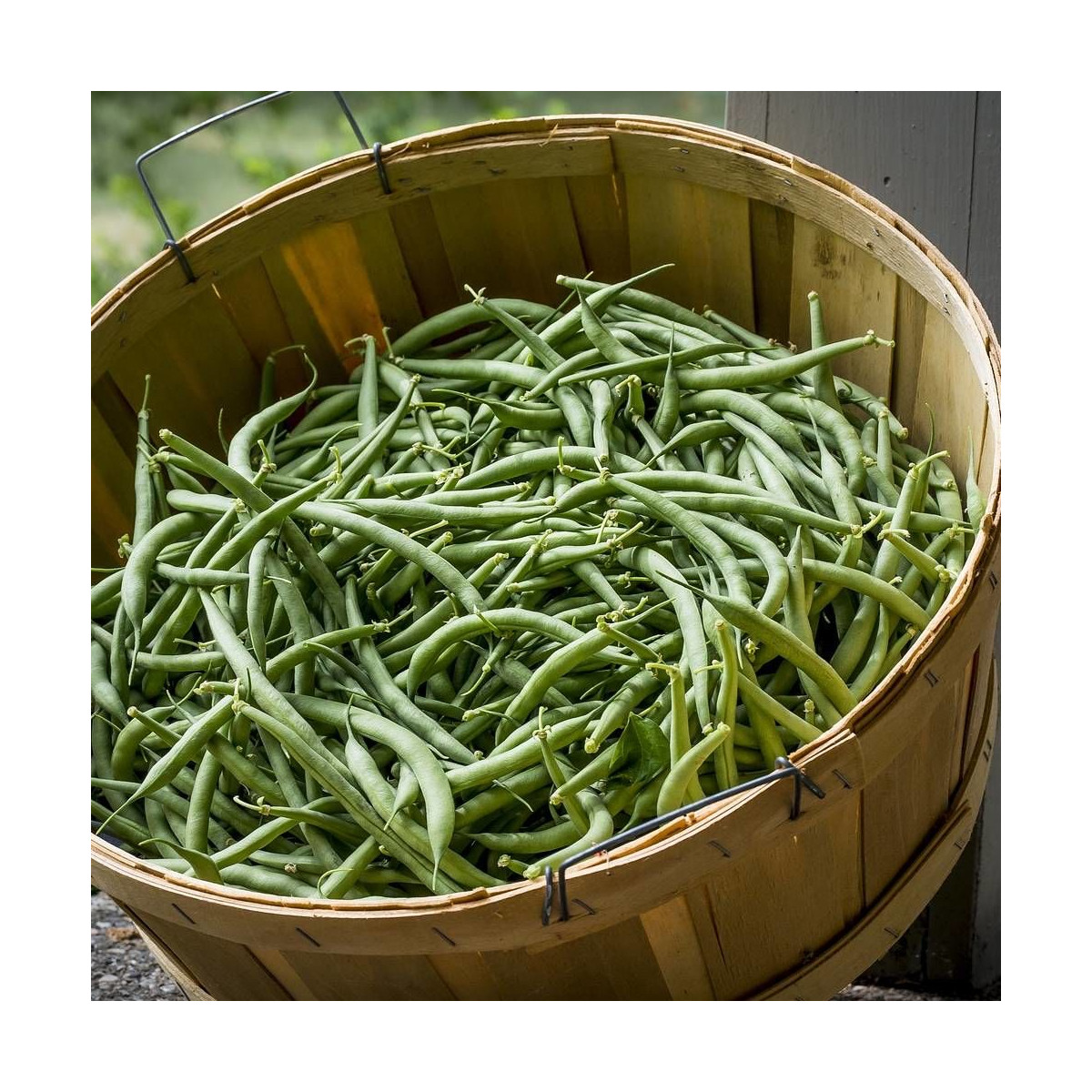 Graines de Haricot A rame mangetout Phénomène Graines de Haricot A rame mangetout Phénomène