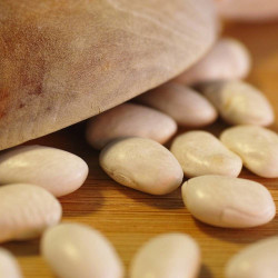 Graines de Haricot nain à écosser Coco blanc