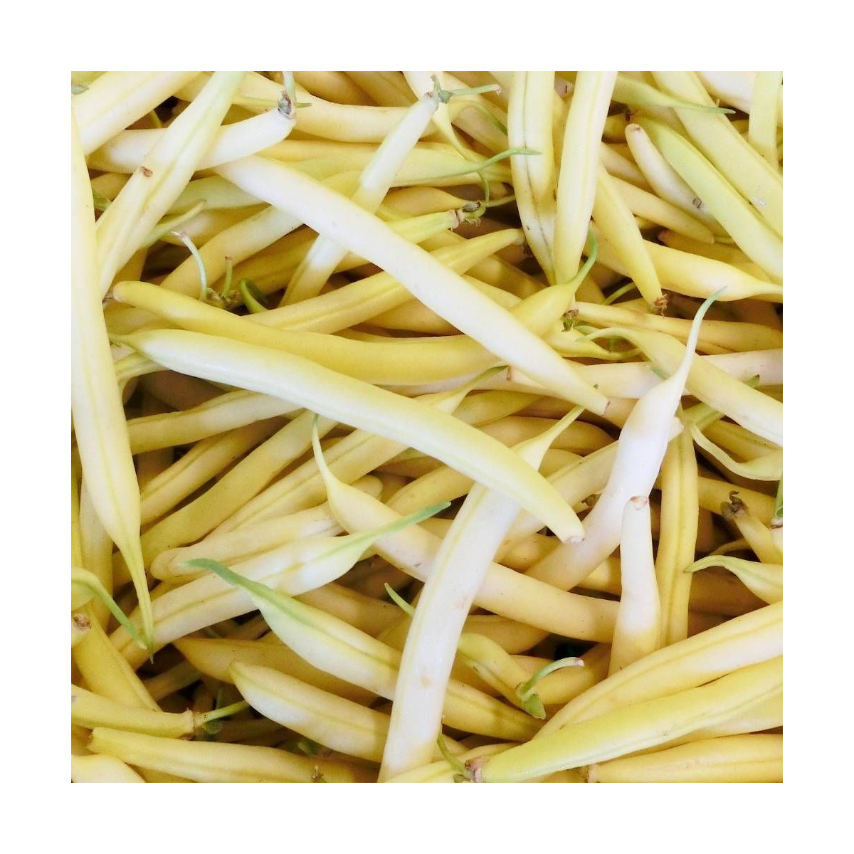 Graines de Haricot Nain mangetout beurre De Rocquencourt Graines de Haricot Nain mangetout beurre De Rocquencourt