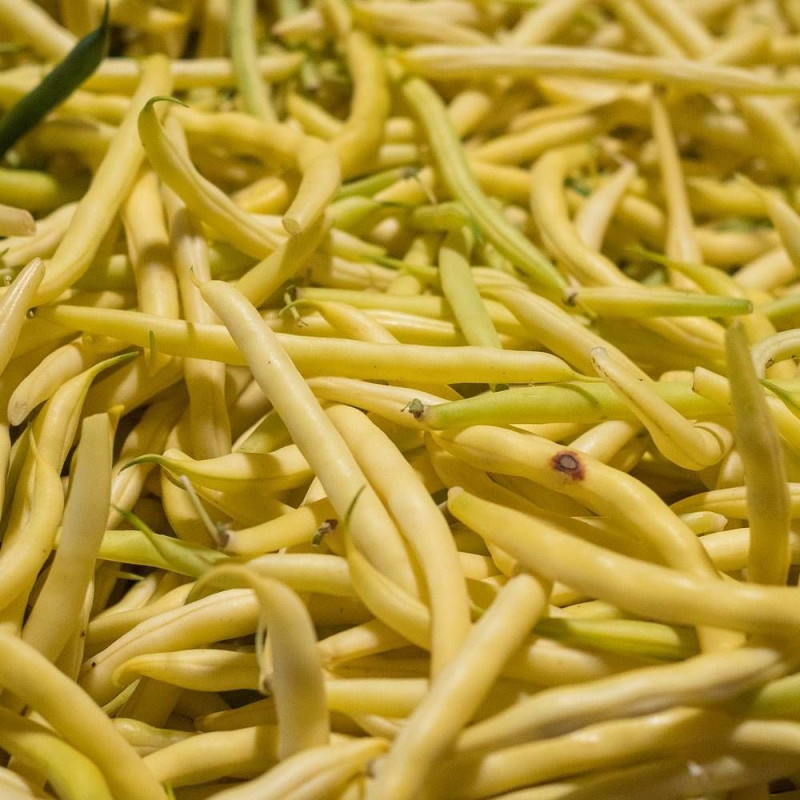 Graines de Haricot Nain mangetout beurre Orinoco