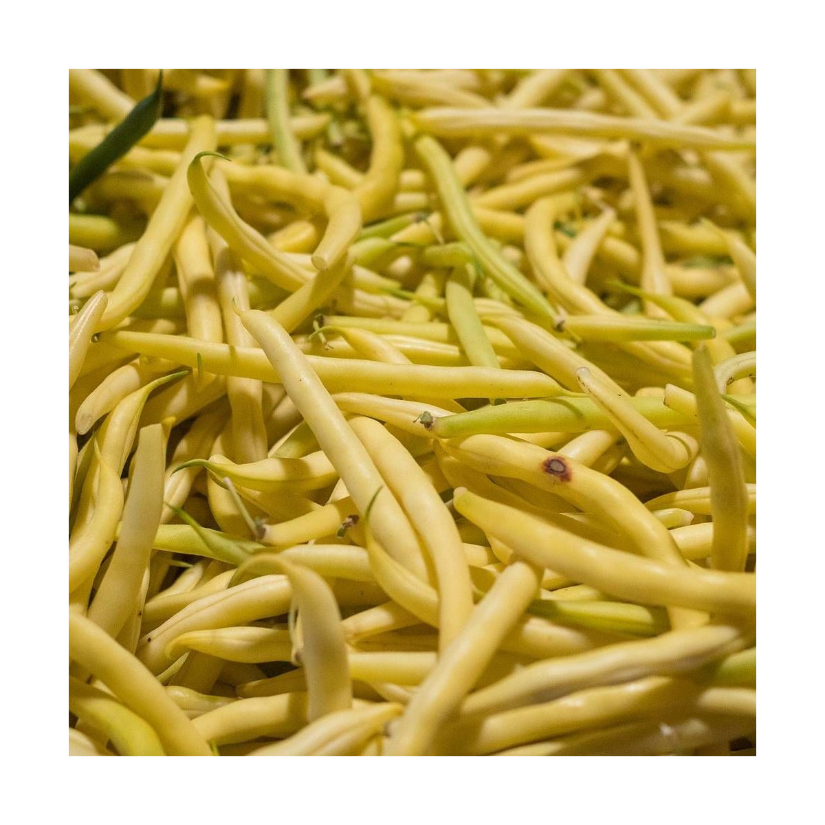 Haricot Nain mangetout beurre Orinoco