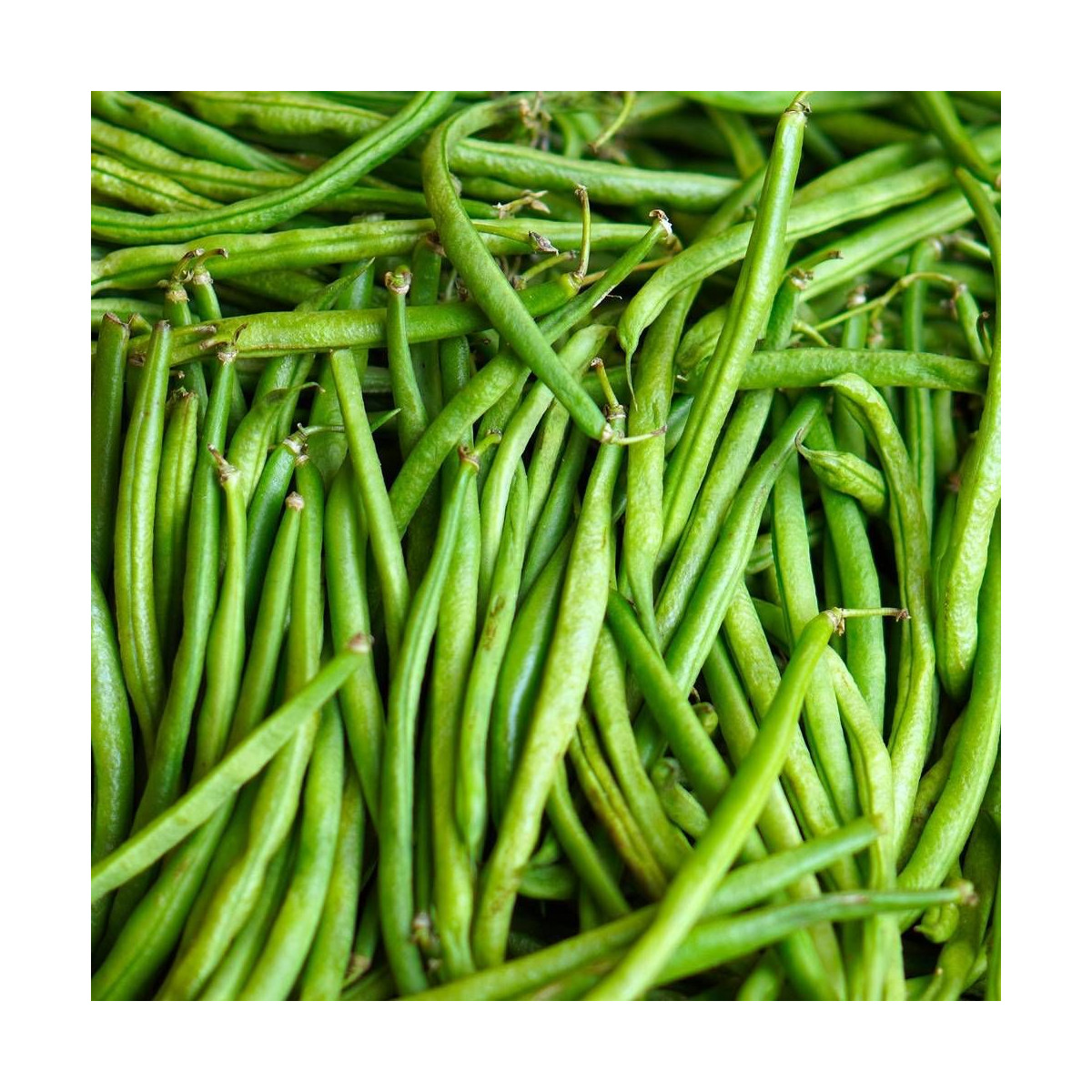 Graines de Haricot Nain mangetout Delinel