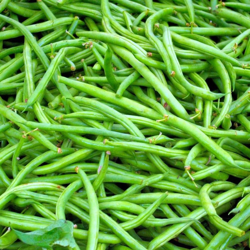 Graines de Haricot Nain à filet Fin de Bagnols