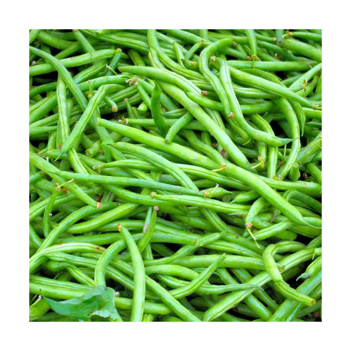 Graines de Haricot Nain à filet Fin de Bagnols