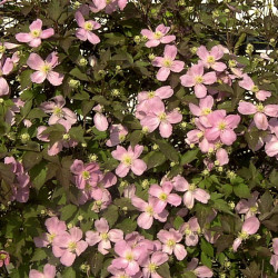 Clématite montana Tetrarose