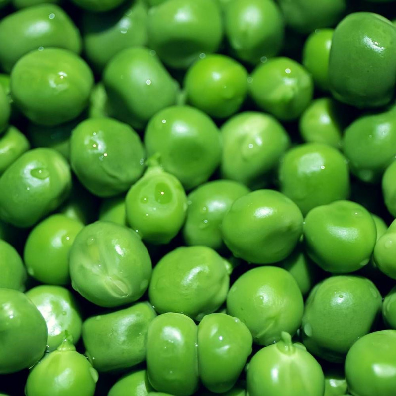 Graines de Pois Nain grain ridé Excellence - Silence ça Pousse !