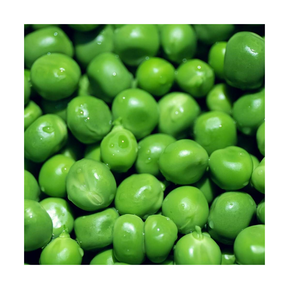 Graines de Pois Nain grain ridé Excellence