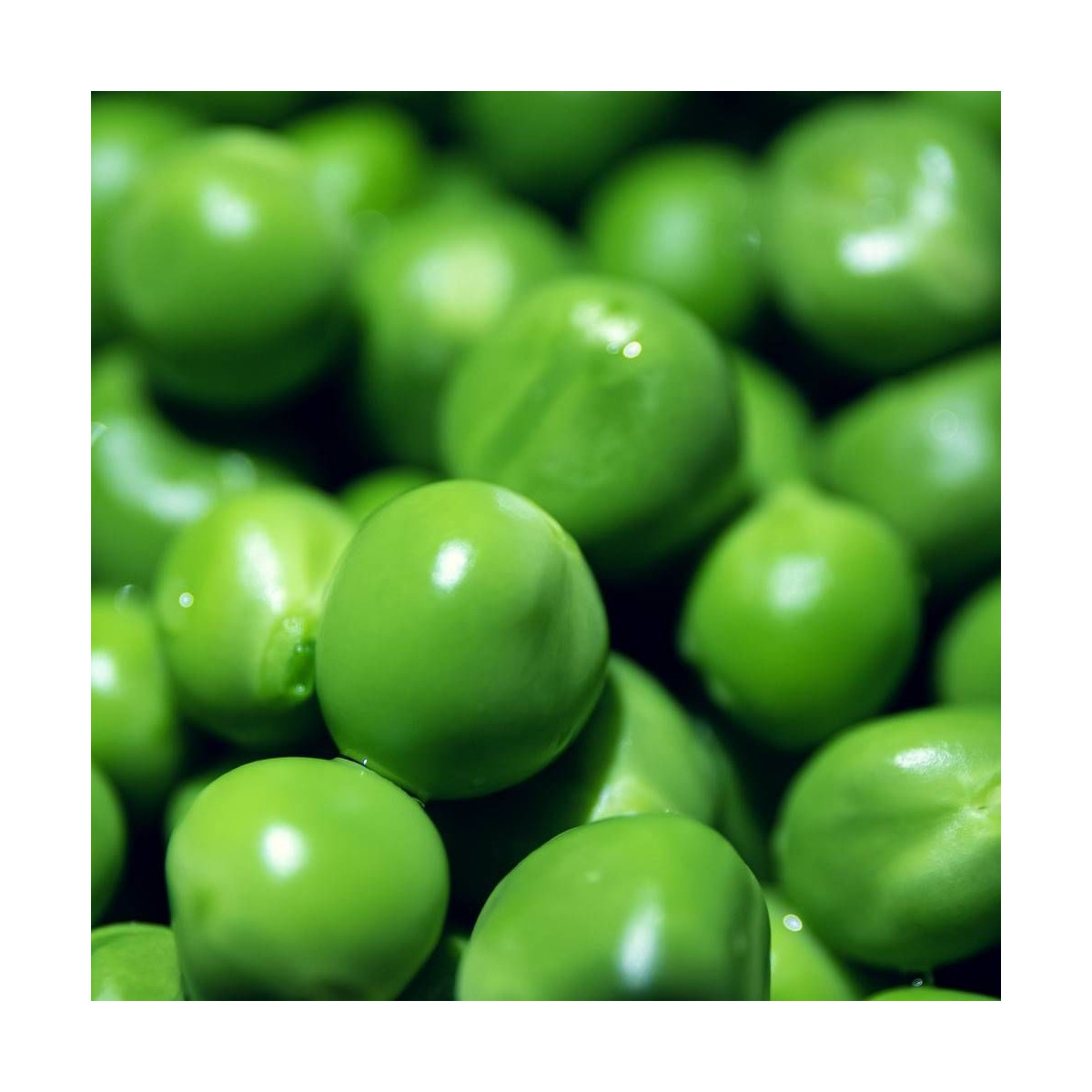 Graines de Pois Nain grain ridé Lincoln