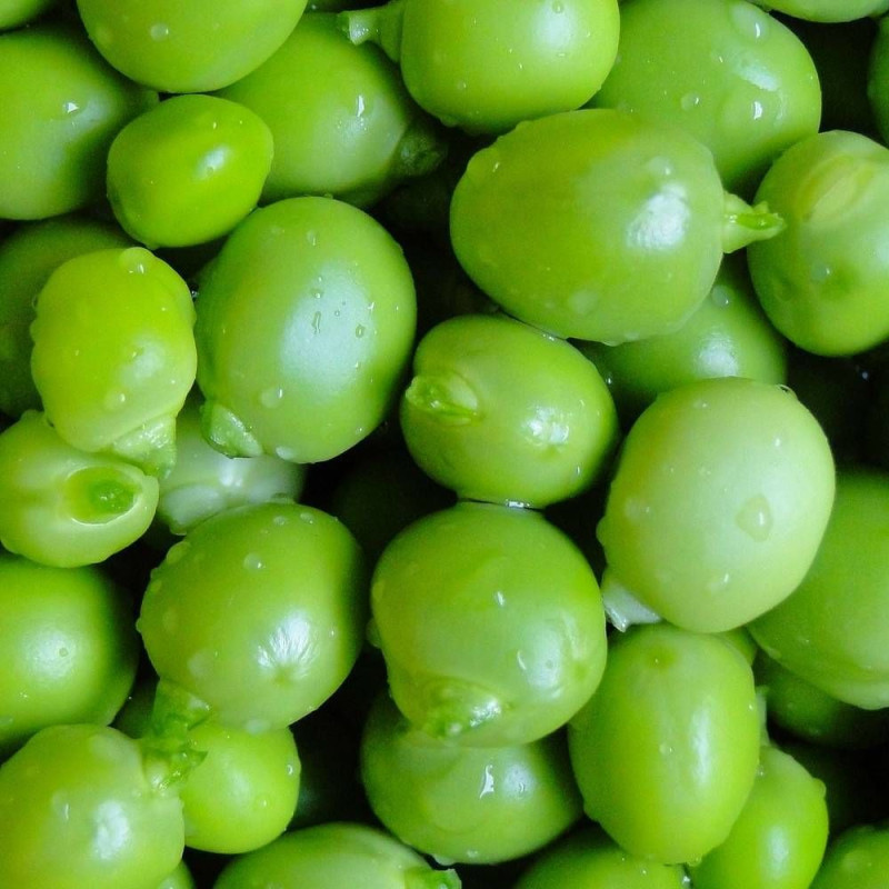 Graines de Pois grimpant grain rond Roi des Conserves - Silence ça Pousse !