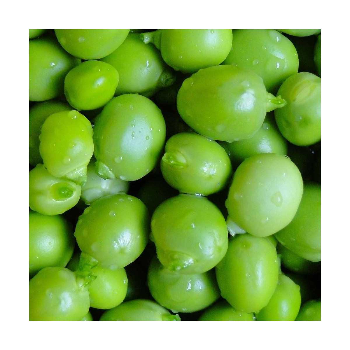 Graines de Pois A rame grain rond Roi des Conserves Graines de Pois A rame grain rond Roi des Conserves