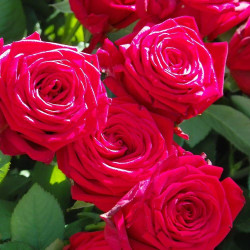 Rosier 1/2 tige Coeurs de Vendée® 'Delmillon'