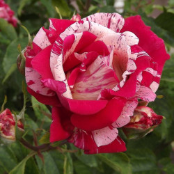 Rosier arbustif Henri Matisse® 'Deltisse'