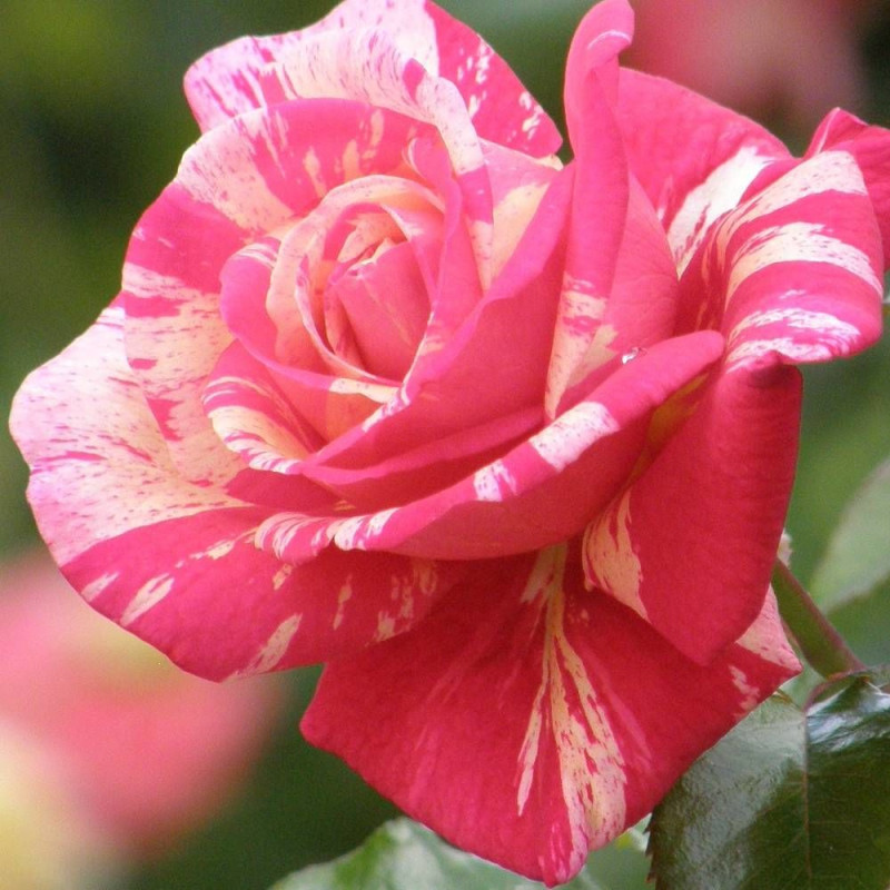 Rosier 1/2 tige Claude Monet® 'Dacdesa'