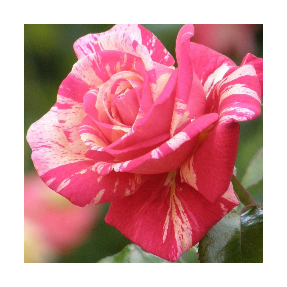 Rosier 1/2 tige Claude Monet® 'Dacdesa'