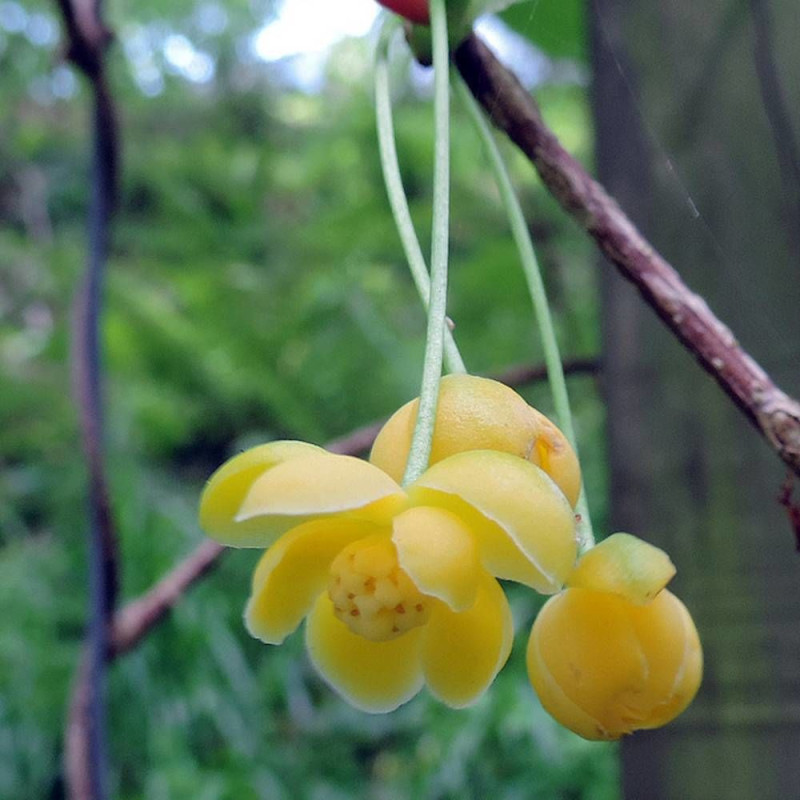 Magnolia grimpant henryi, Schisandra