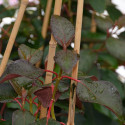Hortensia grimpant Red Rhapsody® 'MonLaBaHe'