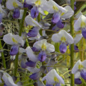 Glycine du Japon Cascade