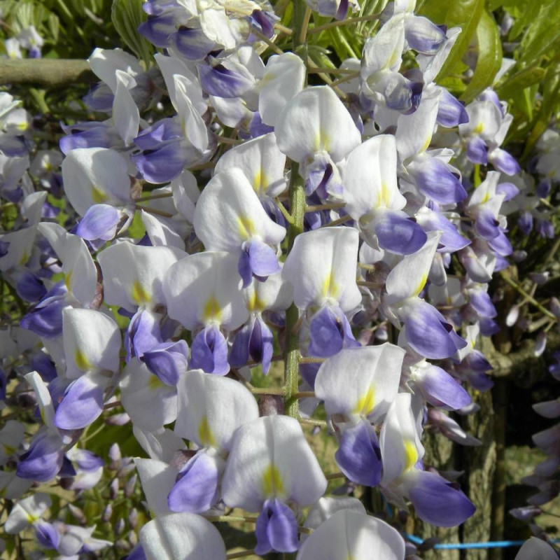 Glycine du Japon Harlequin