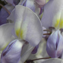 Glycine du Japon Lavender Lace