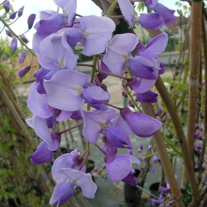 Glycine du Japon Russelliana