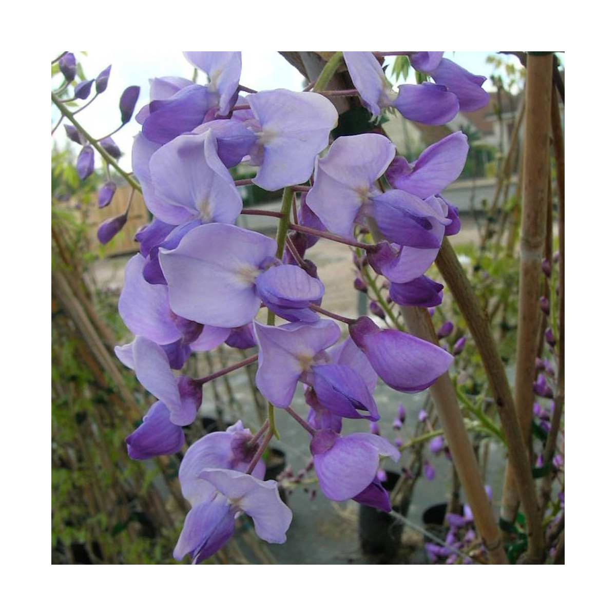 Glycine du Japon Russelliana