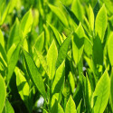 Laurier palme Fontanettes