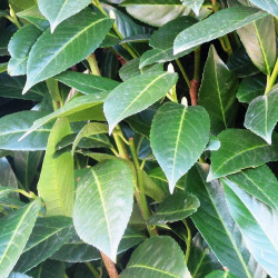 Laurier palme laurocerasus Herbergii