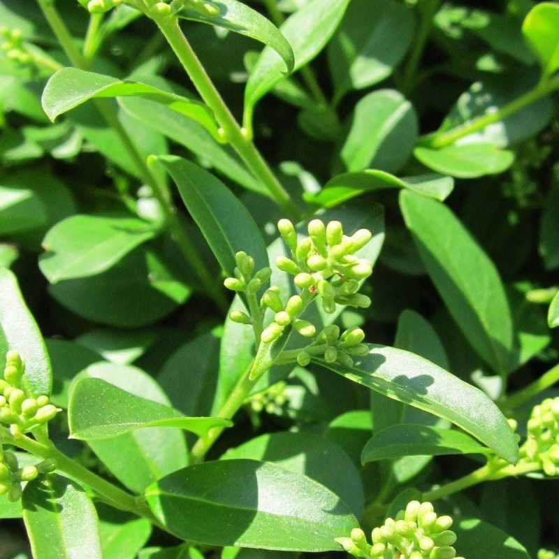 Troène Commun (Ligustrum Vulgare) En Pot 3L | Hauteur 80/100cm | Fleurs Blanches, Baies Noires | Haie, Jardin
