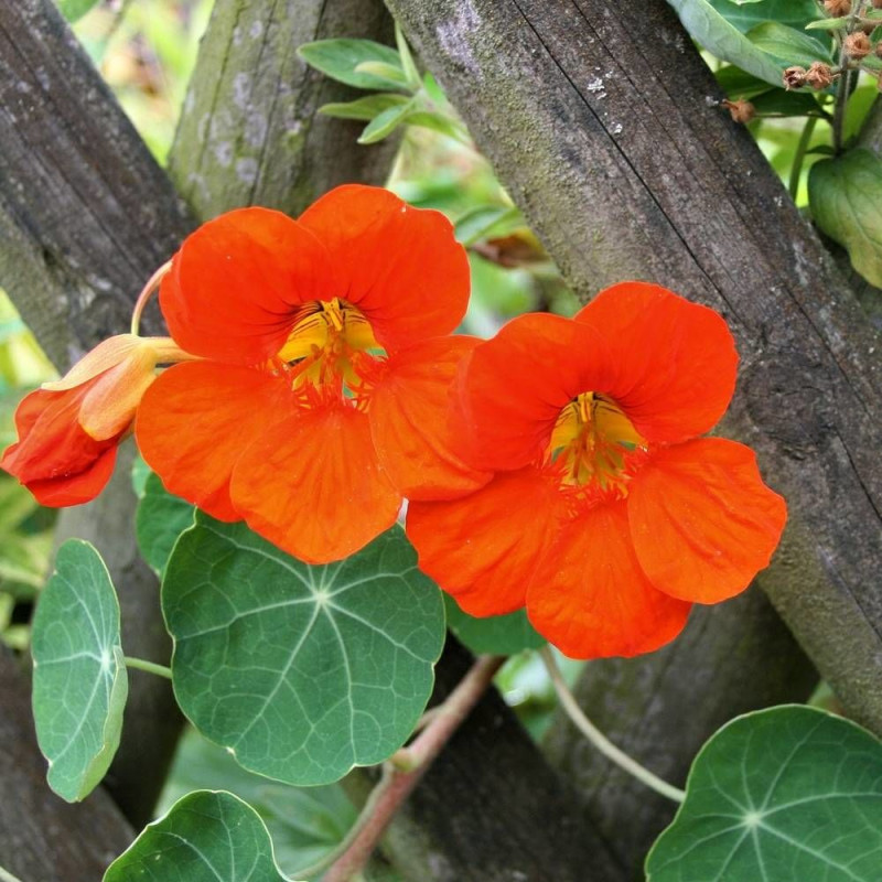 Graines de Capucine grande variée