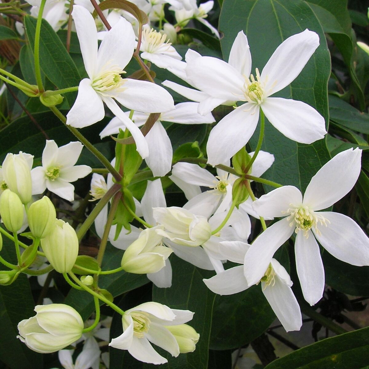 Cl matite Armandii Clematis