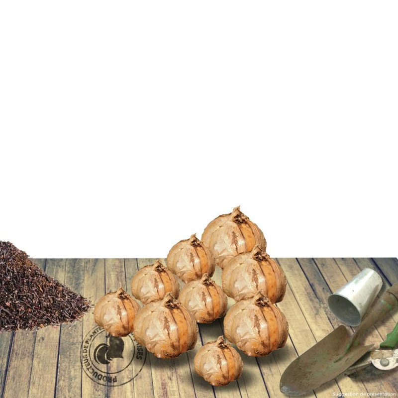 Bulbe de Dahlia nain simple Sable d'Or