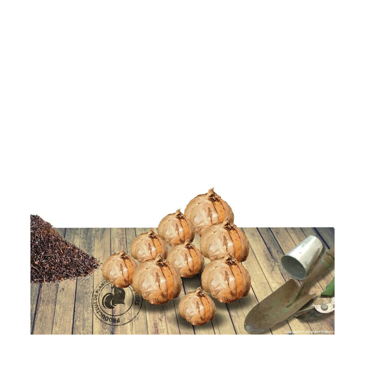 Bulbe de Dahlia simple Annabelle