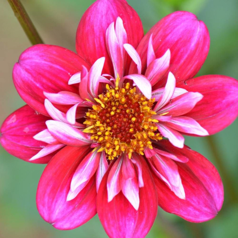 Dahlia collerette Cherry Star