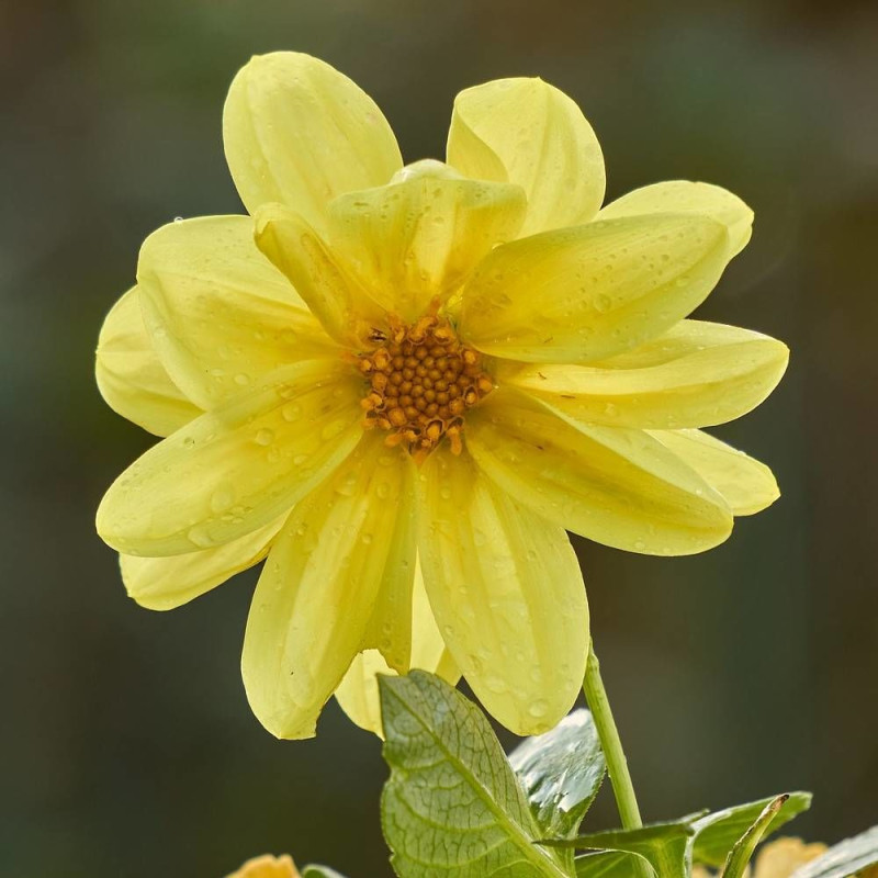 Dahlia nain simple Sable d'Or