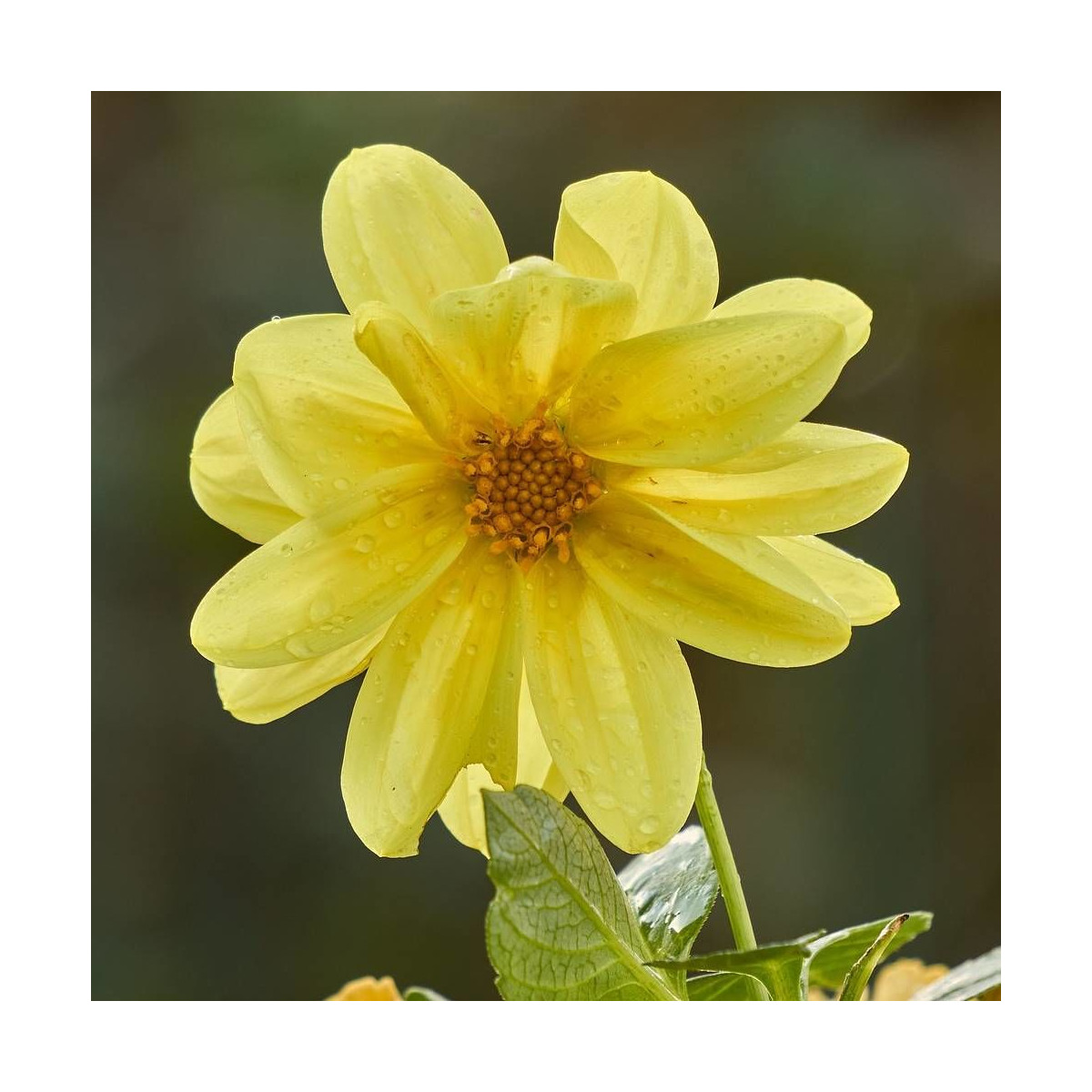 Dahlia nain simple Sable d'Or Dahlia nain simple Sable d'Or