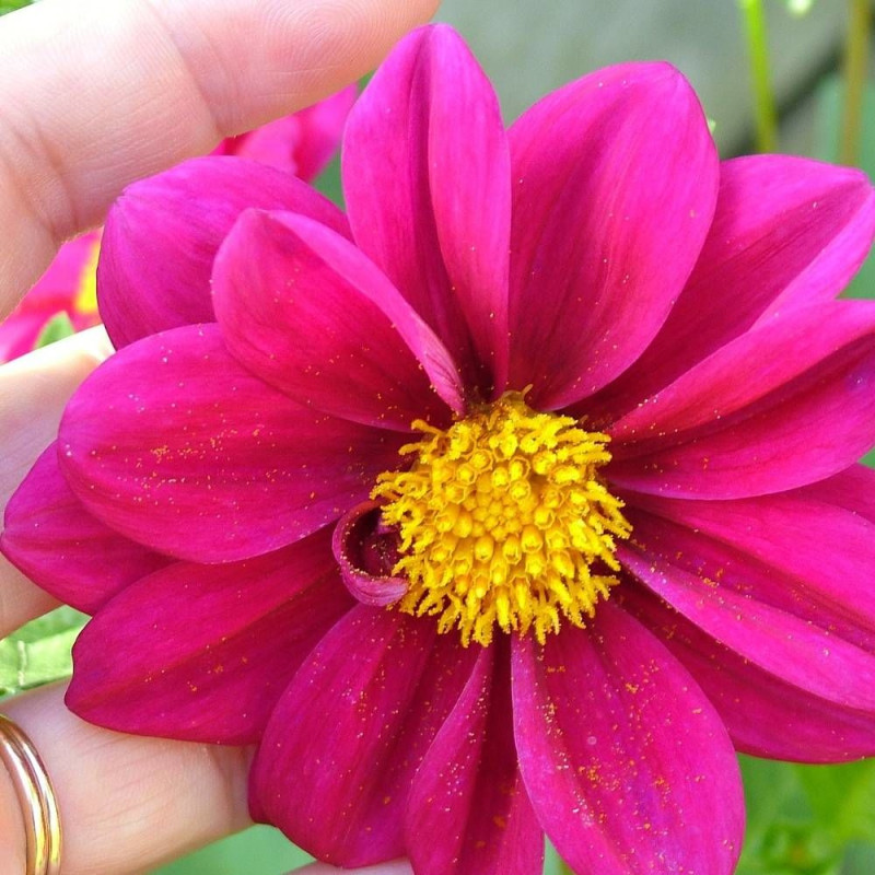 Bulbe de Dahlia simple Annabelle