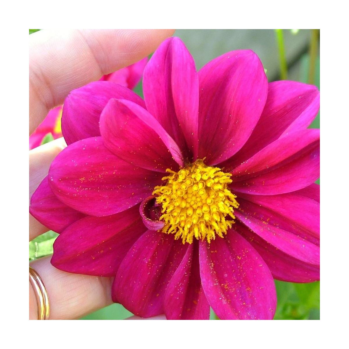 Bulbe de Dahlia simple Annabelle